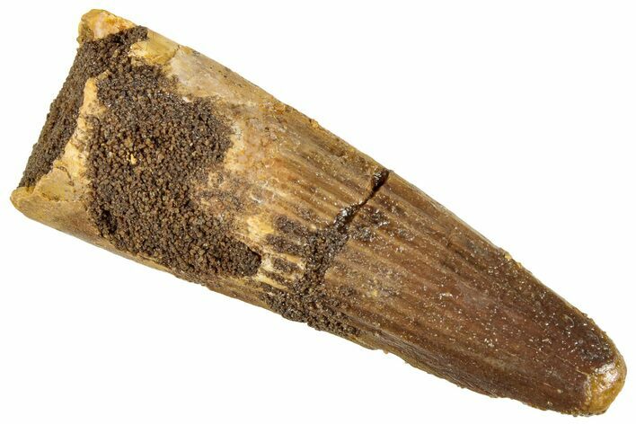 Fossil Spinosaurus Tooth - Real Dinosaur Tooth #296904